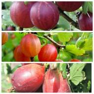 Комплект з 3-х саженецев крыжовника в контейнере